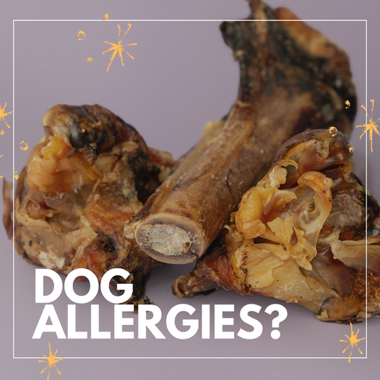 "Dog Allergies? Why Duck, Ostrich, Rabbit & Bison Treats Help | Duck Dogz