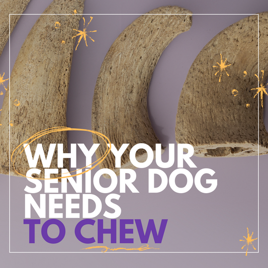 Why Senior Dogs Still Need to Chew (Even More Than You Think)