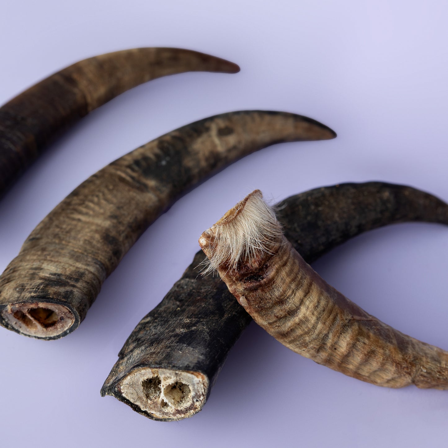 Sheep & Goat Horn