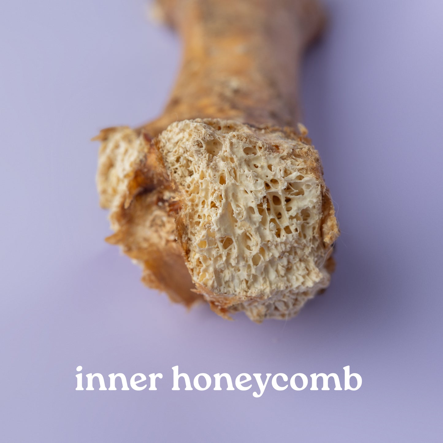 Close-up of a honeycomb of an ostrich bone on a purple background