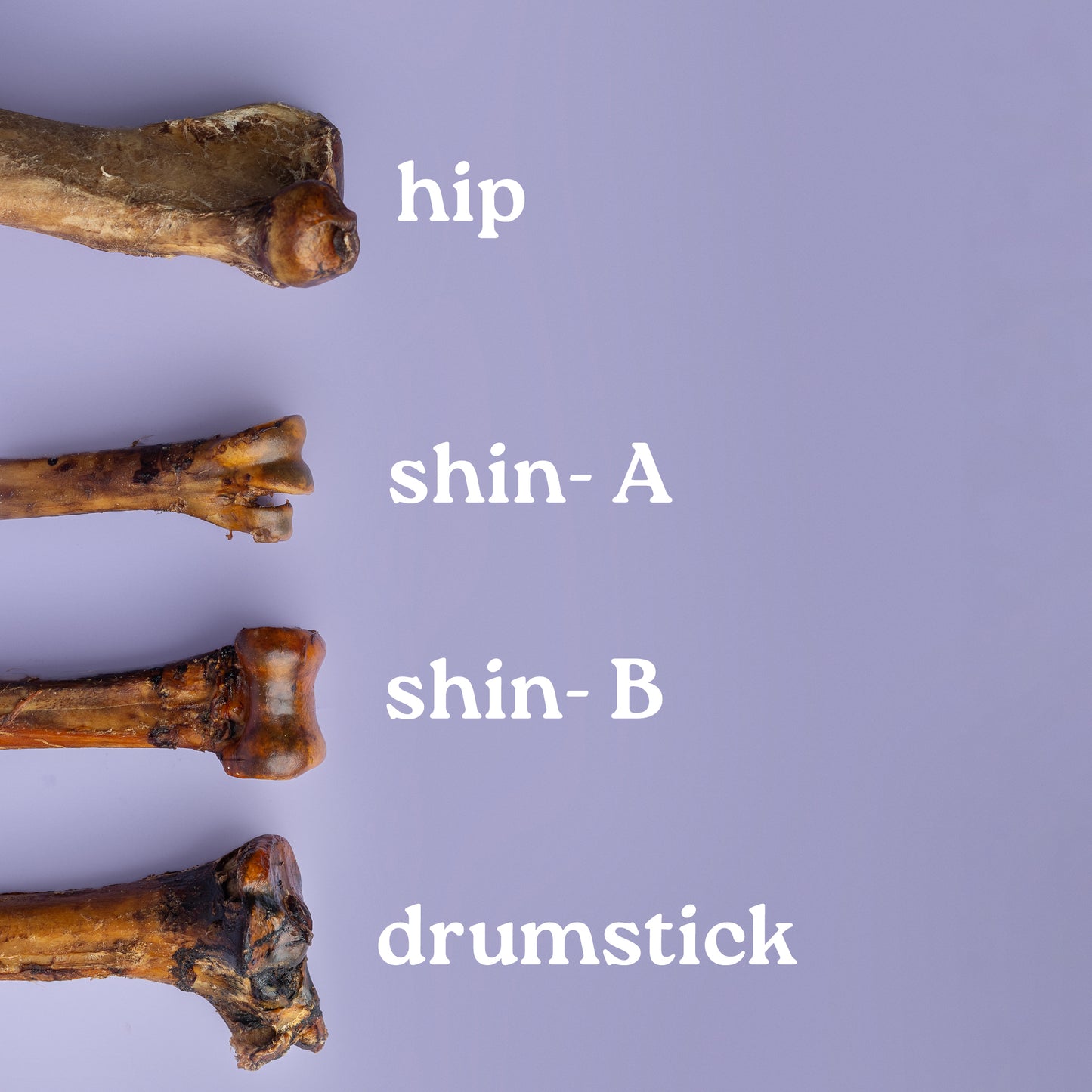Four different types of ostrich bones labeled 'hip', 'shin-A', 'shin-B', and 'drumstick' on a purple background.