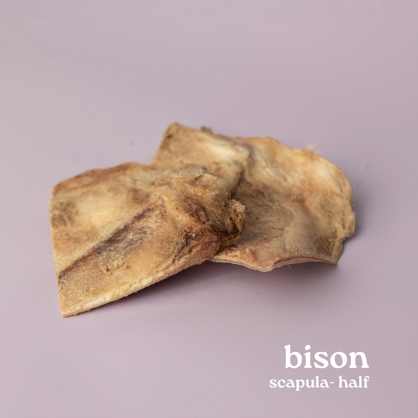 Bison Scapula