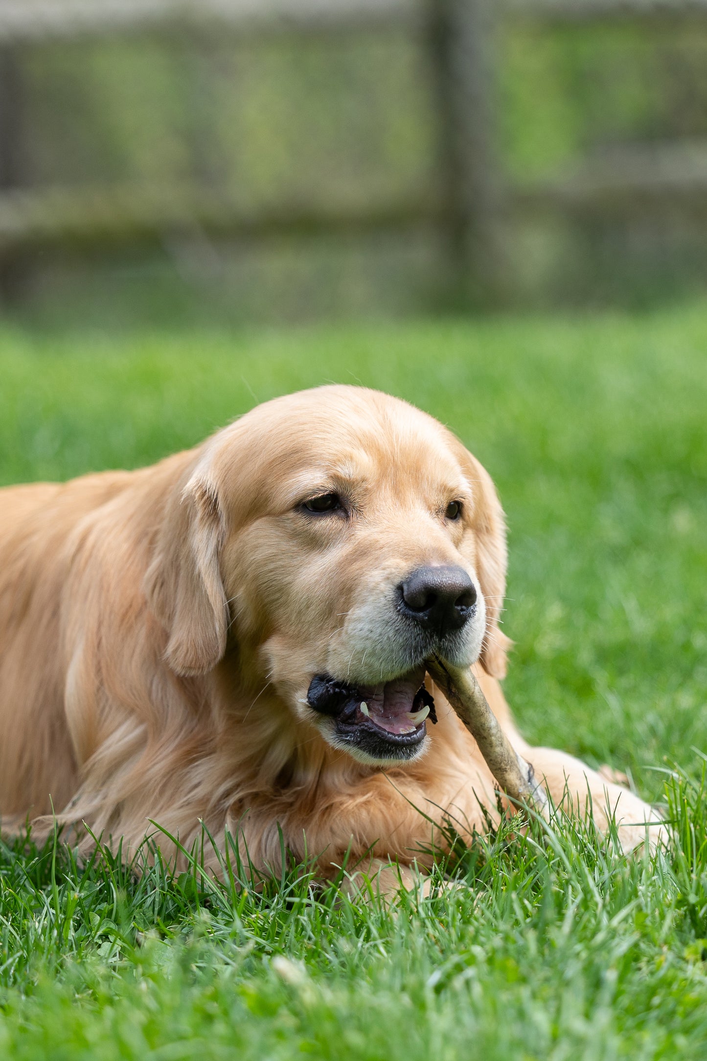 golden retriever adult chewing on a hairy roll of beef hide outside in the grass, dog chew natural beef hide with hair
