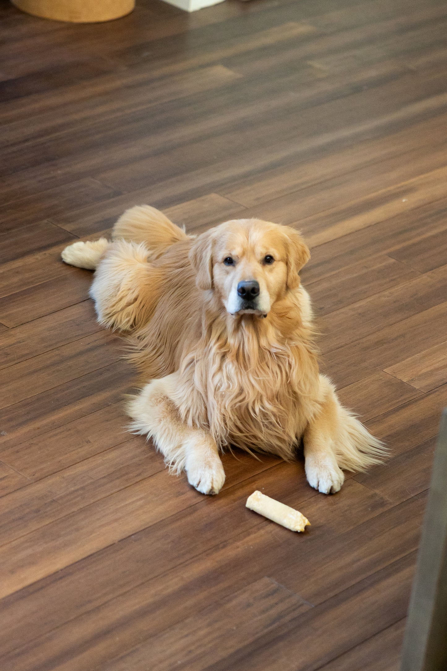 golden retriever with eaten beef cheek roll on hardwood floor
