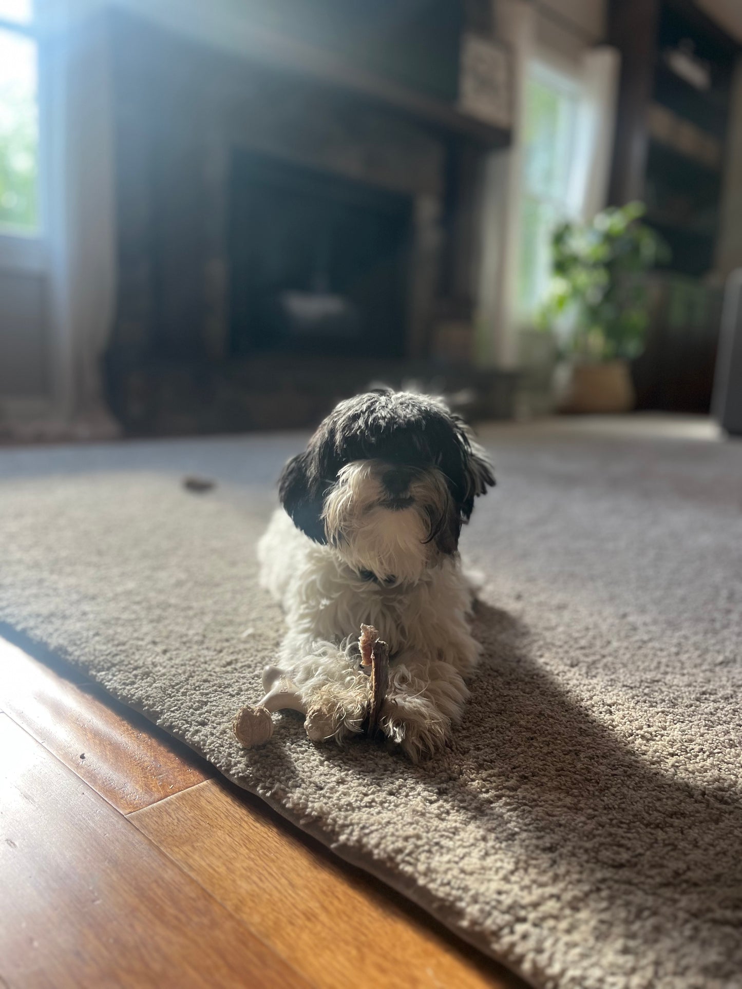 Small dog sitting on a carpeted floor in a home setting with a fireplace and plant in the background enjoying a dog chew, bison scapula little dog chew
