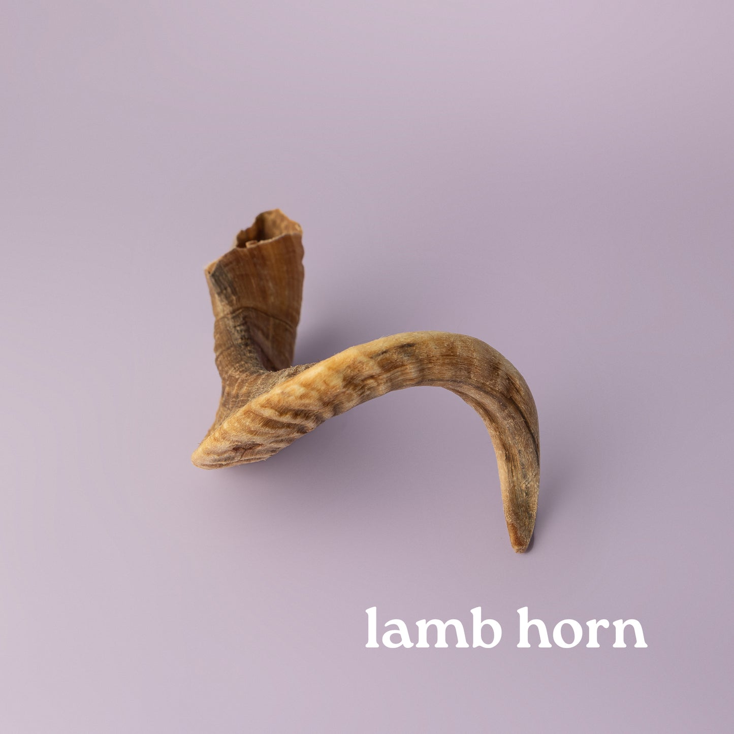 lamb horn chew for dogs, soft chew for puppies, curly horn chew for dogs, palatable dog chew on purple background