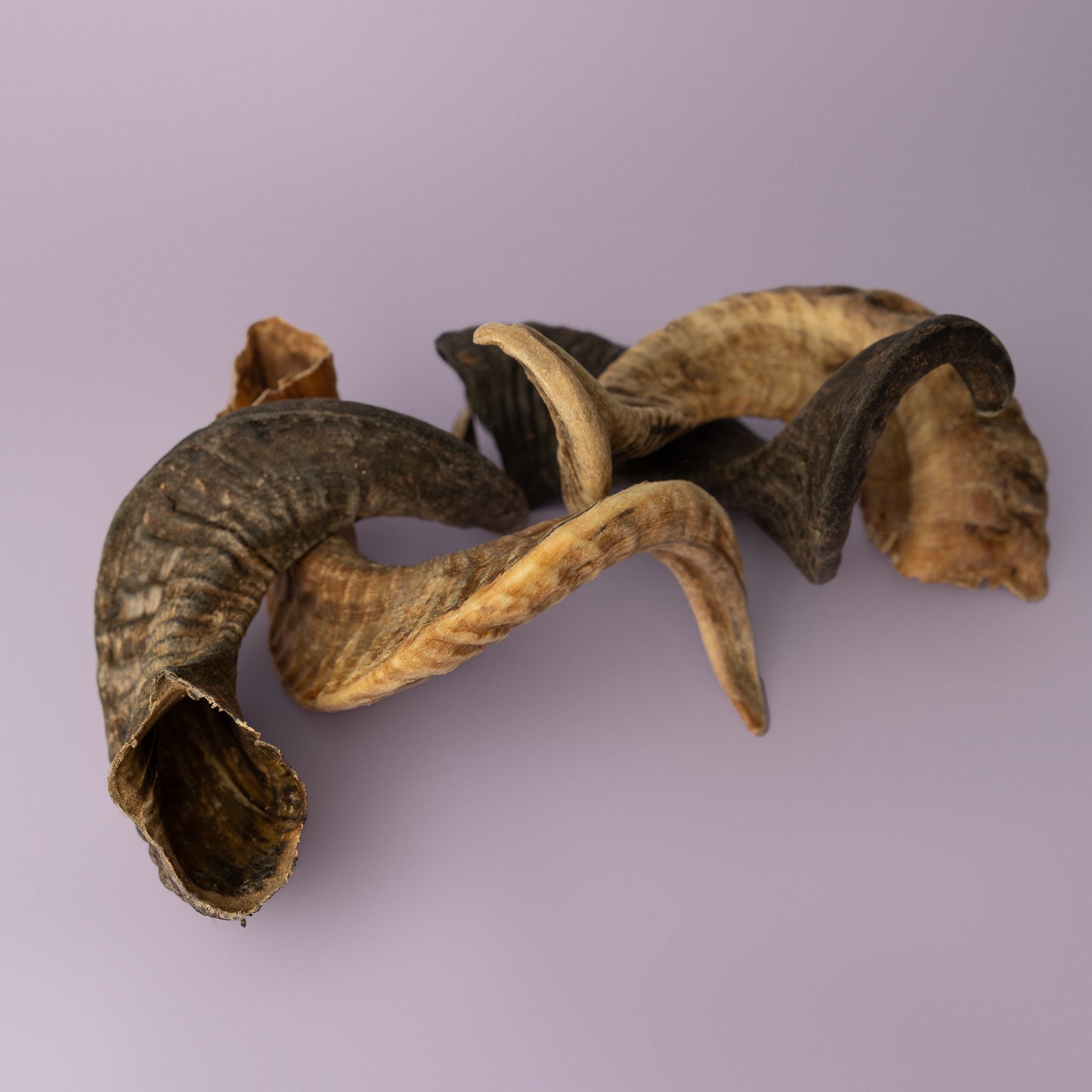 lamb horn chew for dogs, soft chew for puppies, curly horn chew for dogs, palatable dog chew on purple background