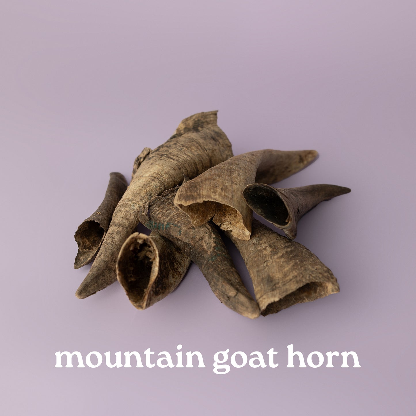 dog chew horn, horn chews for puppies, horn chew for senior dogs, mountain goat horn for dogs, natural dog horn, teething puppy chew, flaky and consumable horn for dogs, horn for teething puppies