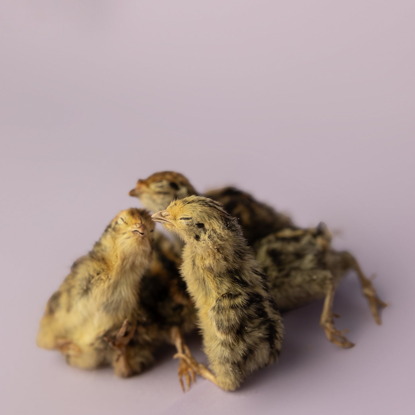 freeze dried quail hatchling dog treat - exotic protein chew for training reward