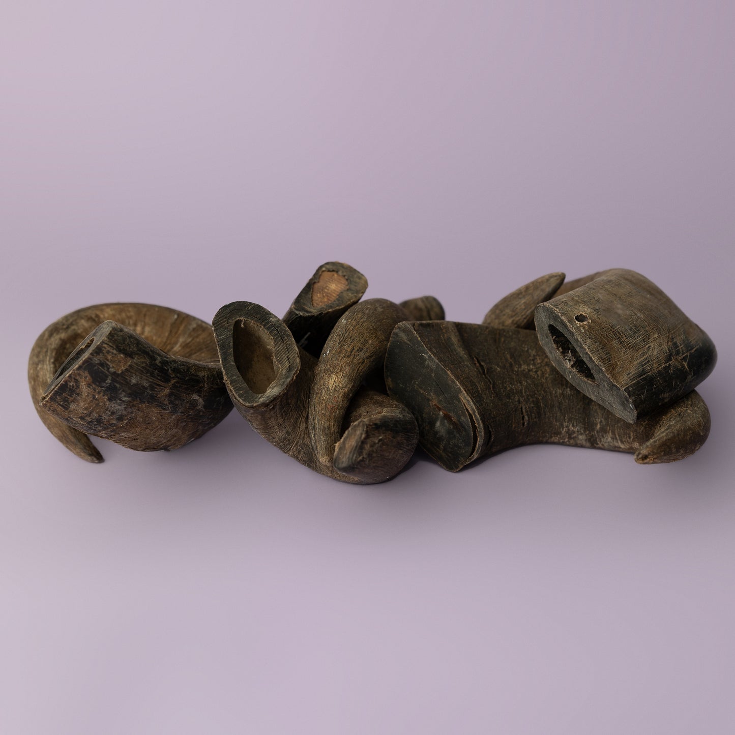 water buffalo horn for dogs provides aggressive chewers hours and years of use. Horn pictured on purple background