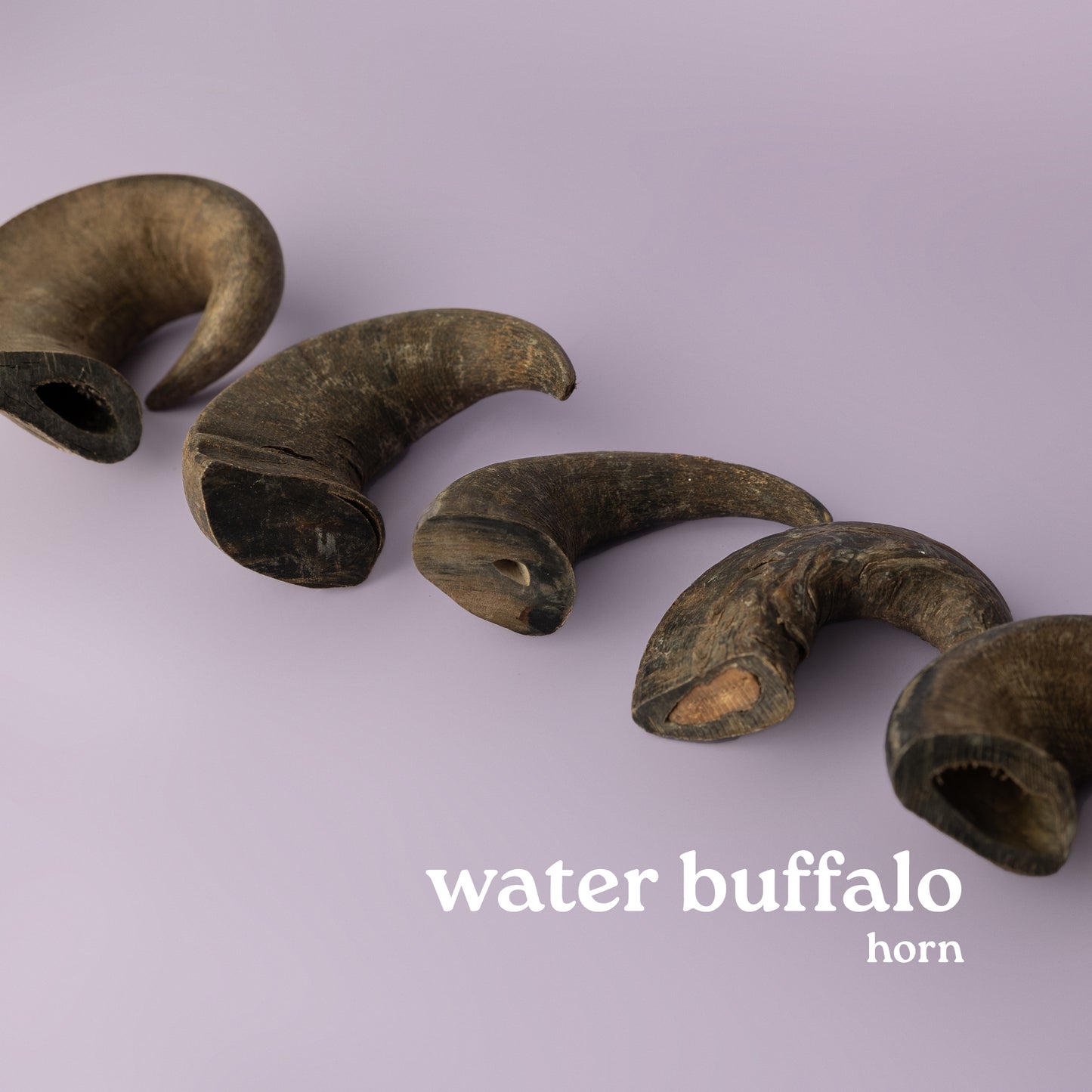 water buffalo horn for dogs provides aggressive chewers hours and years of use. Horn pictured on purple background