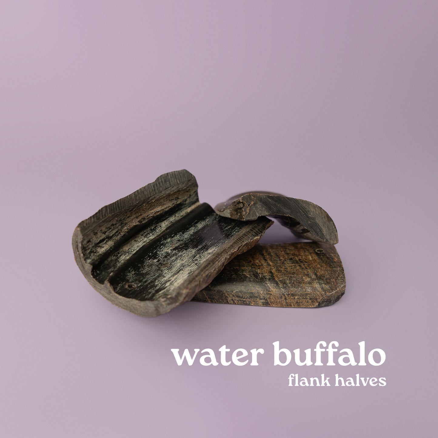 water buffalo horn for dogs provides aggressive chewers hours and years of use. Horn pictured on purple background