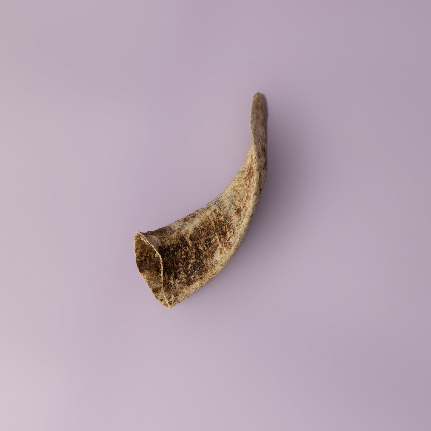 bully stick alternative, natural dog chew, horn chew for puppies, horn chew for senior dogs, palatable dog horn chew, keratin rich dog chew for teething puppies