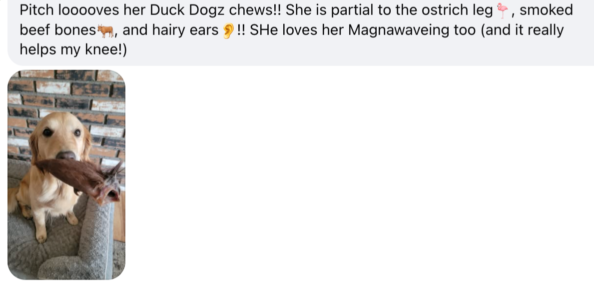 Dog chewing on a Duck Dogz chew with text about her preferences and the product's benefits.