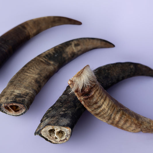 Sheep & Goat Horn