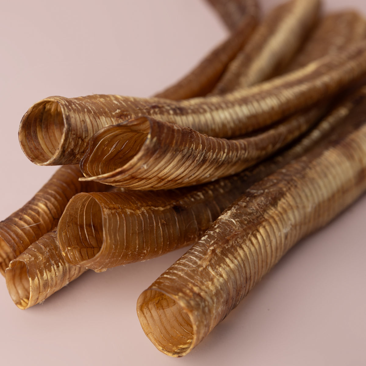 Trachea