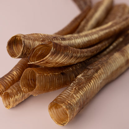 Trachea