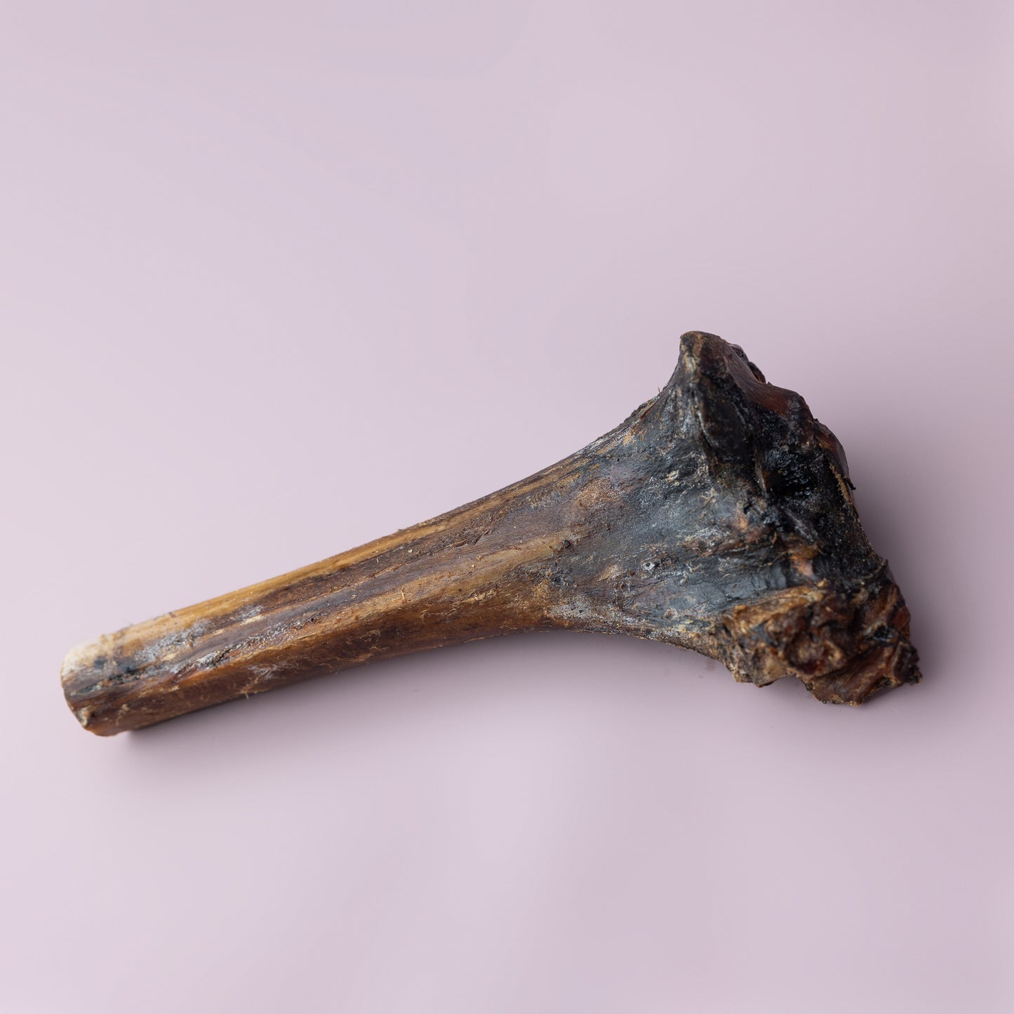 Ostrich Bones