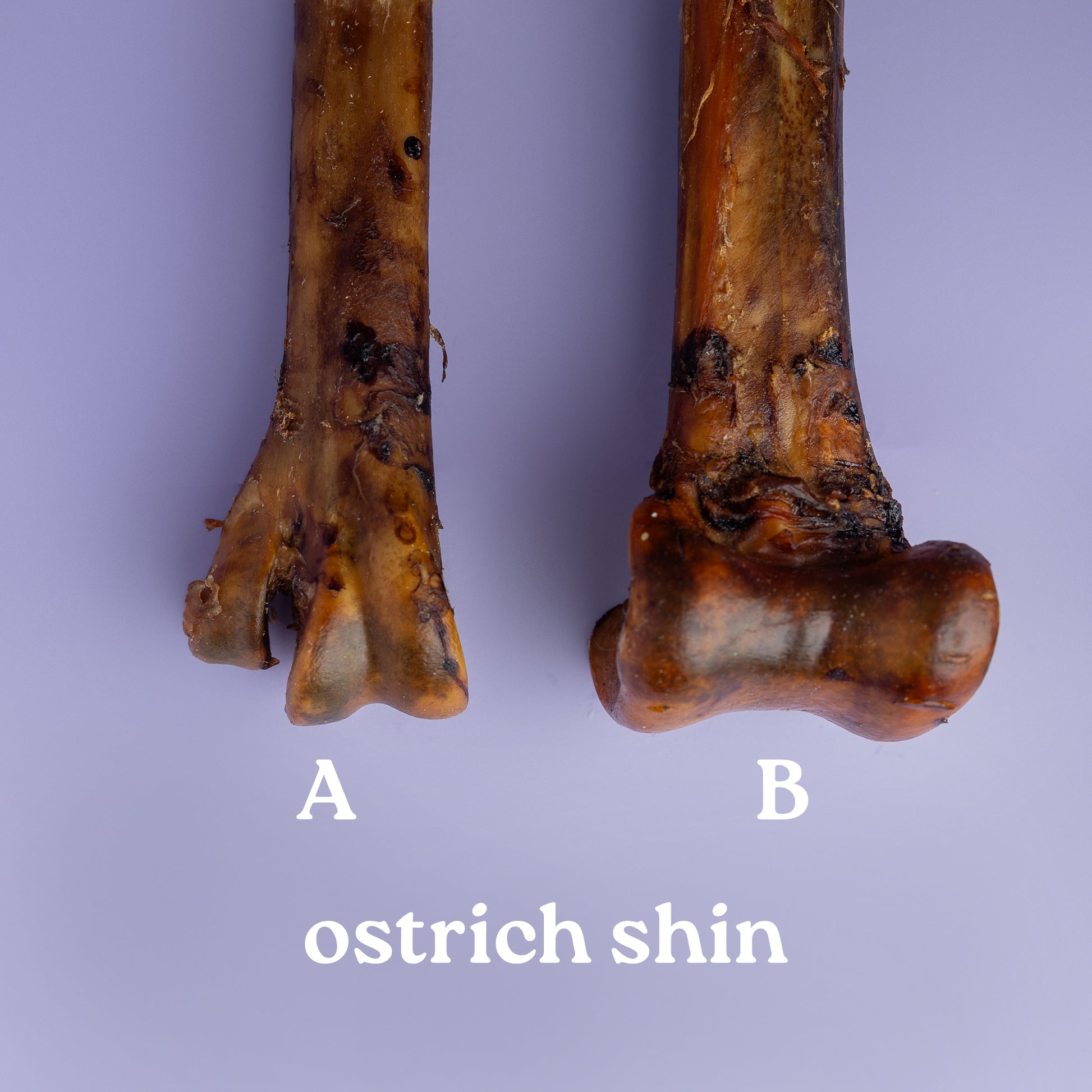Two ostrich shins labeled A and B on a purple background