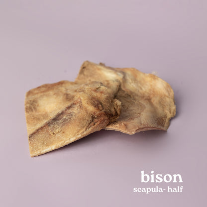 Bison Scapula