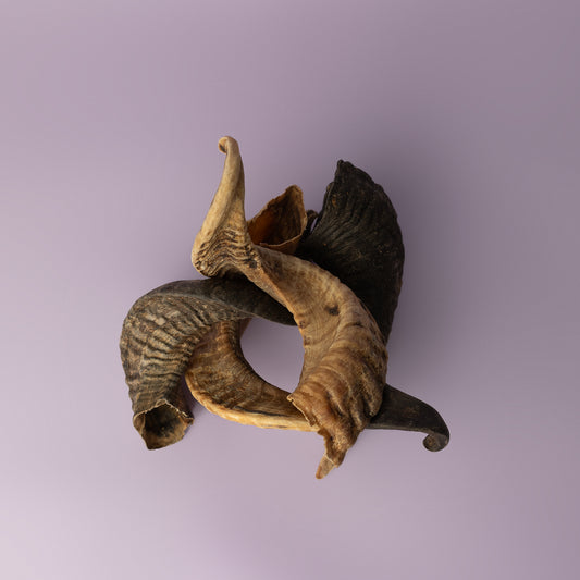 lamb horn chew for dogs, soft chew for puppies, curly horn chew for dogs, palatable dog chew on purple background