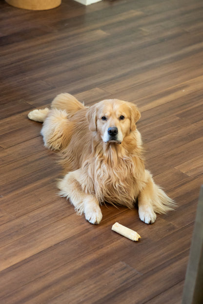 golden retriever with eaten beef cheek roll on hardwood floor