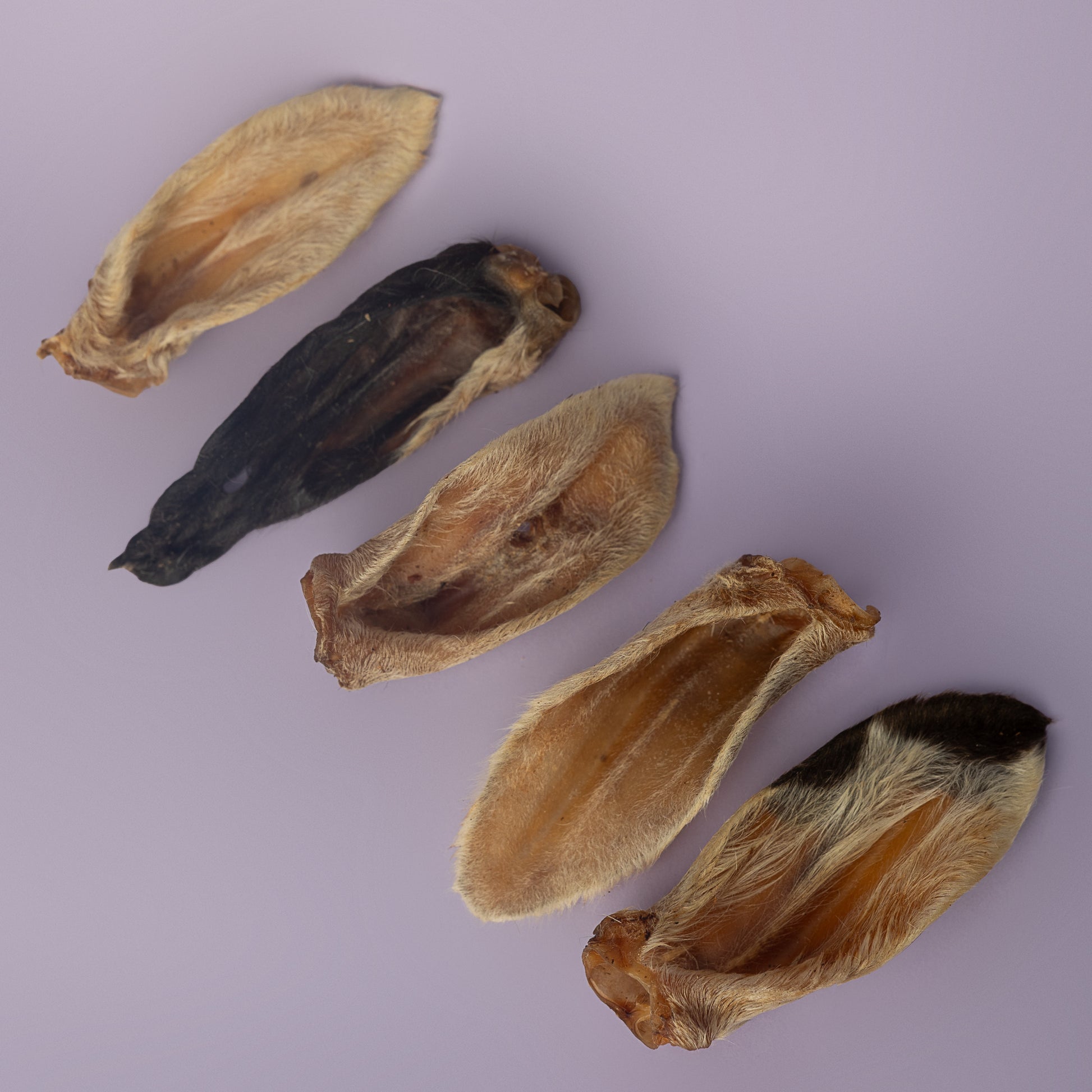 dried lamb ear for dogs, dried lamb chew, teething puppy lamb ear