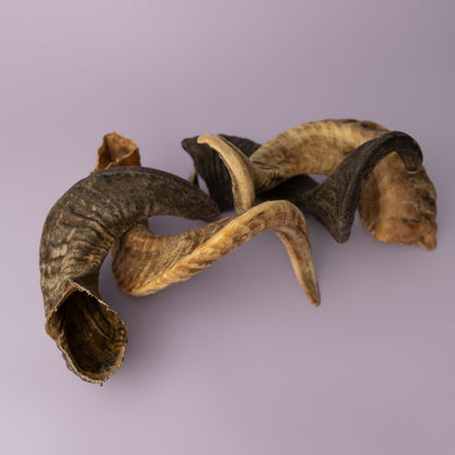 lamb horn chew for dogs, soft chew for puppies, curly horn chew for dogs, palatable dog chew on purple background
