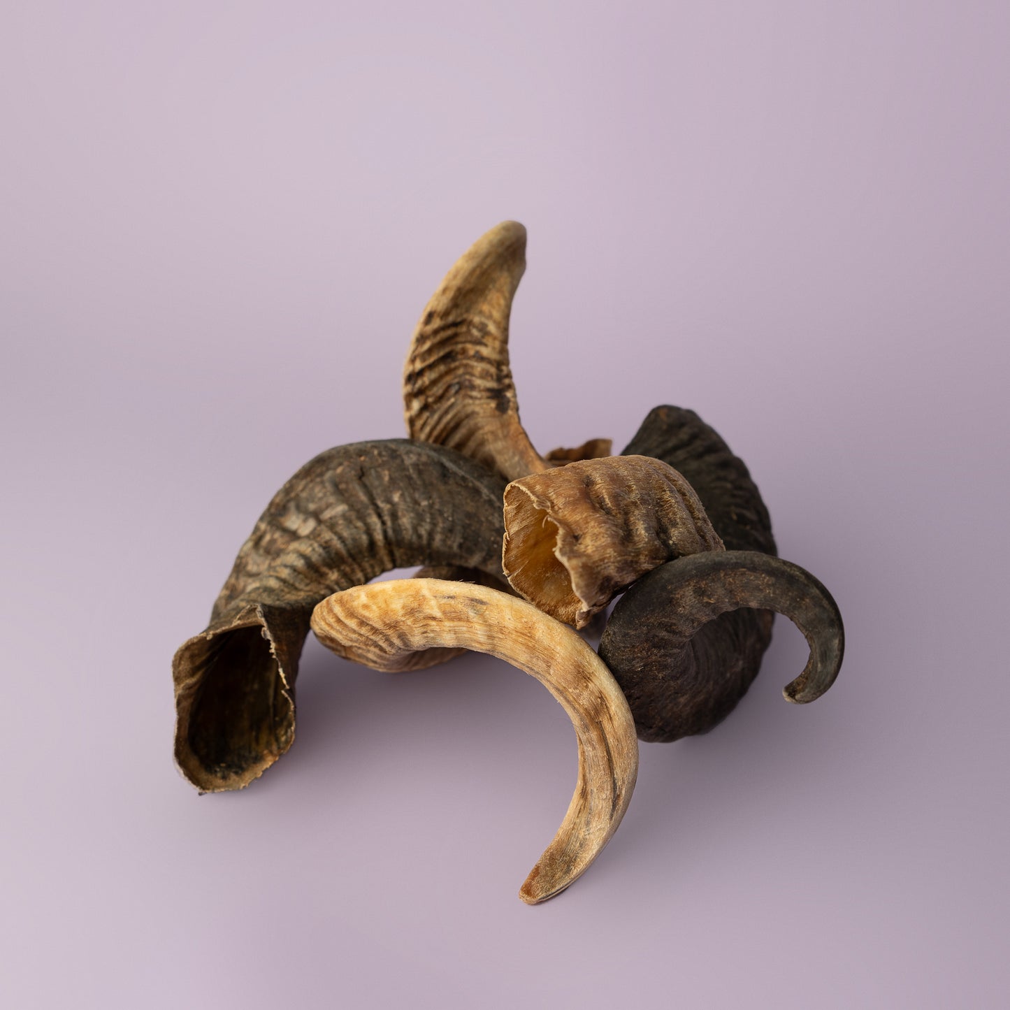 lamb horn chew for dogs, soft chew for puppies, curly horn chew for dogs, palatable dog chew on purple background