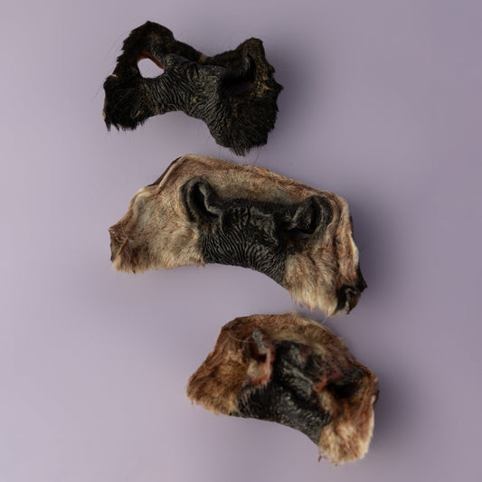 beef hide chew for dogs, natural beef dog chew, beef snout chew, substainable farming chew for dogs, teething puppy chew, teething puppy natural chew, mental stimulation for puppies