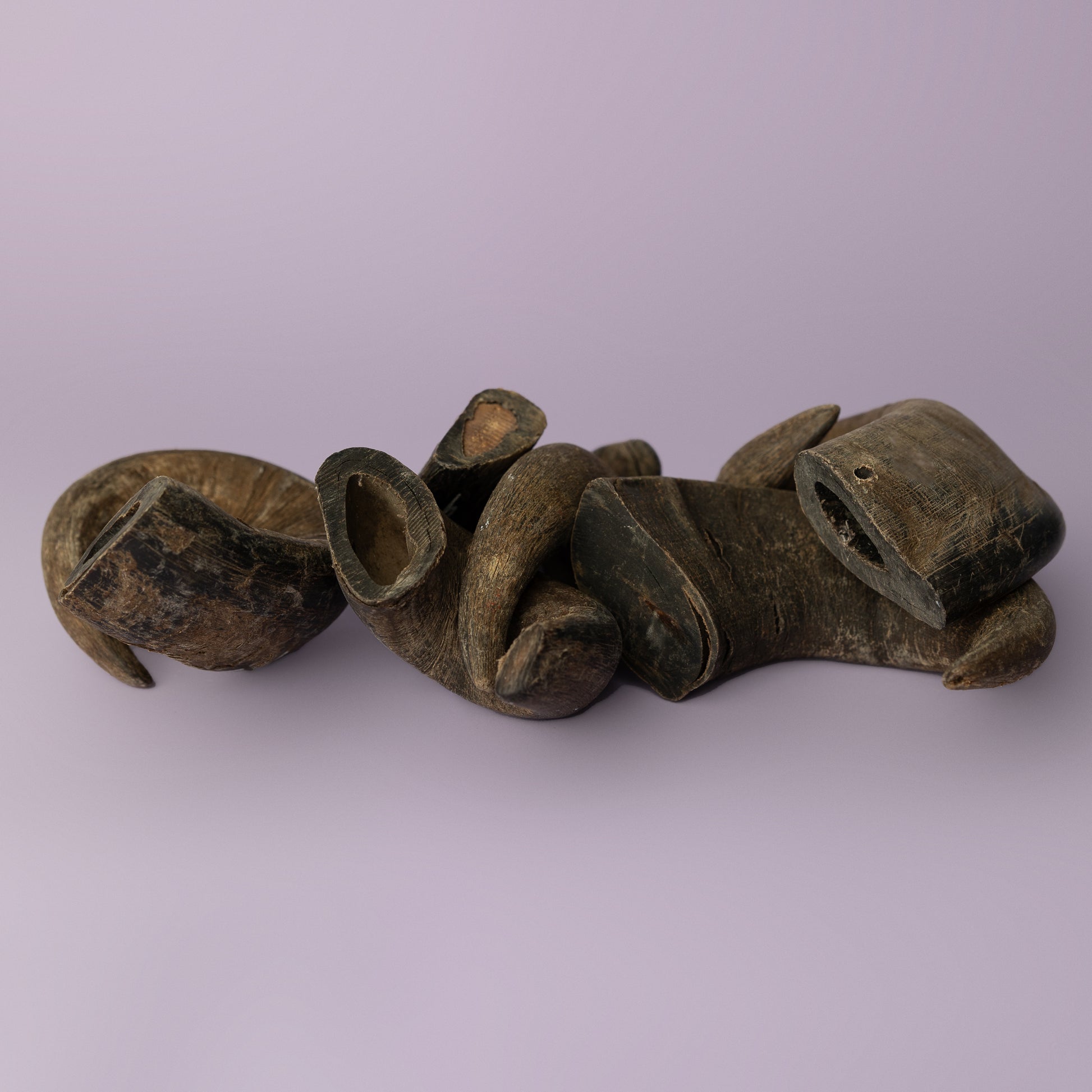 water buffalo horn for dogs provides aggressive chewers hours and years of use. Horn pictured on purple background