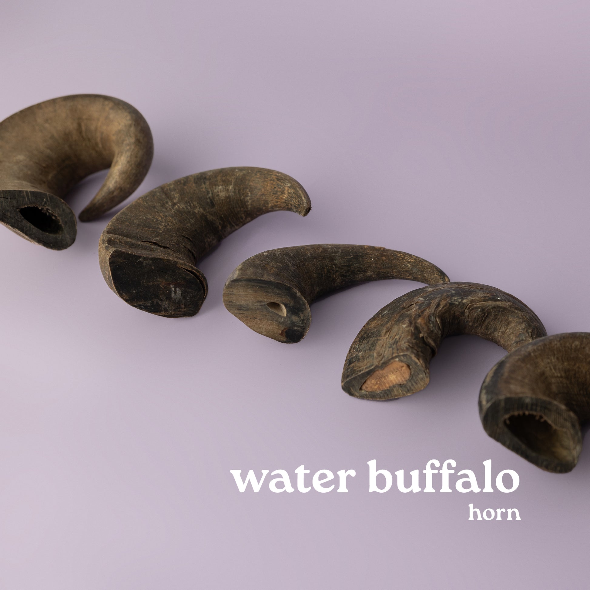 water buffalo horn for dogs provides aggressive chewers hours and years of use. Horn pictured on purple background