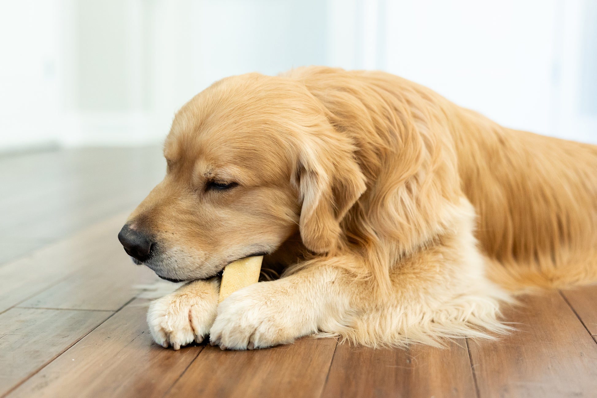 golden retriever eating yak chew on hardwood floor