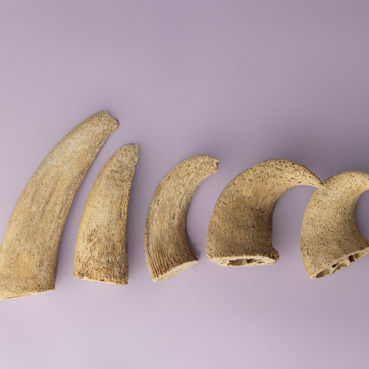 buffalo core for dogs, crunchy dog chew, antler alternative dog chew, safe chew for senior dog, safe chew for teething puppy on purple background